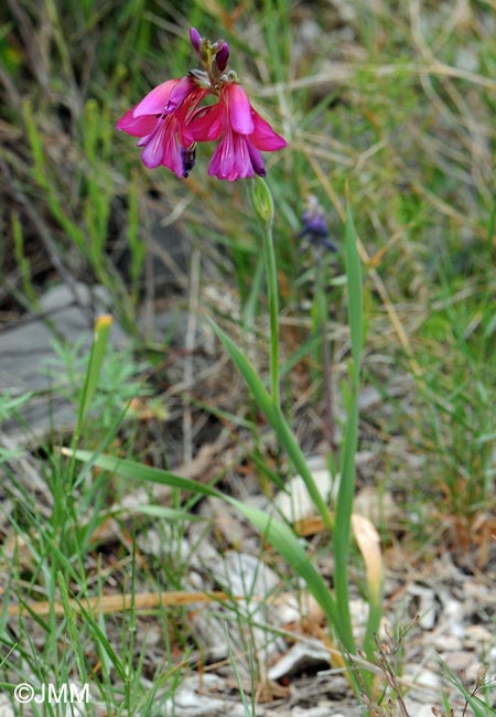 Gladiolus communis