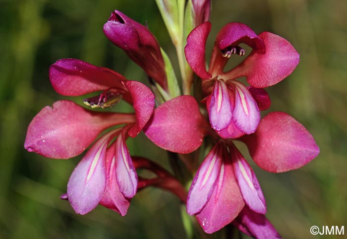 Gladiolus communis