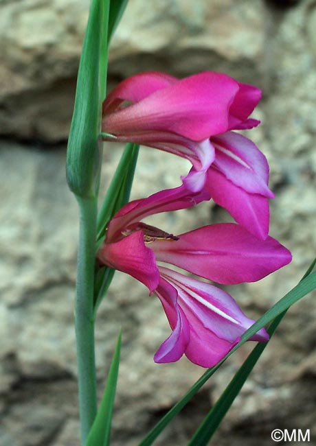 Gladiolus communis