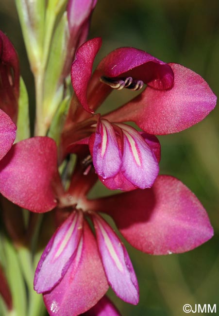 Gladiolus communis