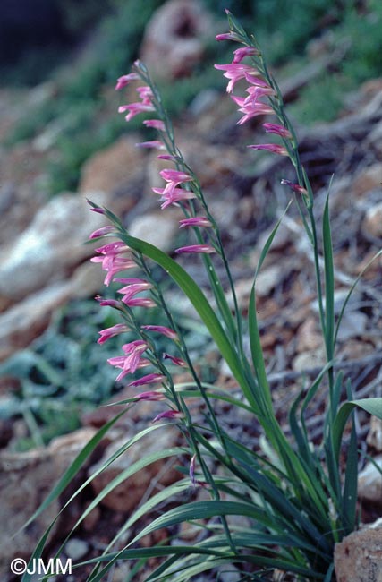 Gladiolus dubius