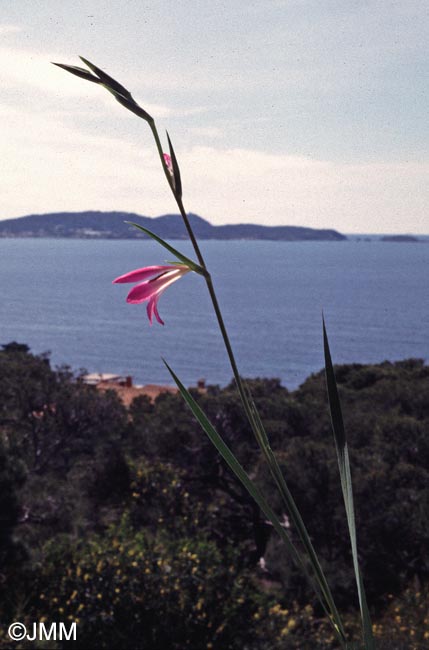 Gladiolus dubius