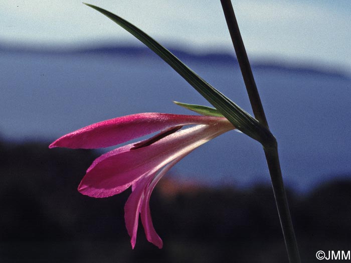 Gladiolus dubius