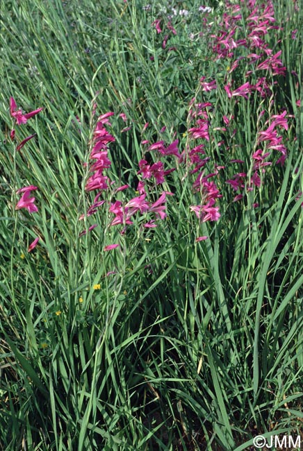 Gladiolus dubius