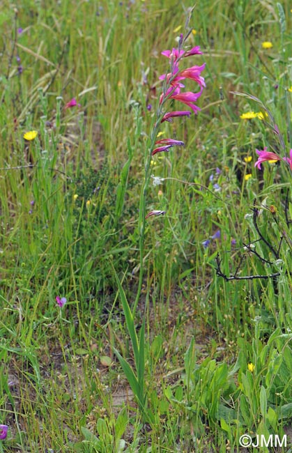 Gladiolus dubius