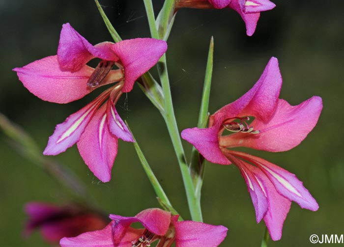 Gladiolus dubius