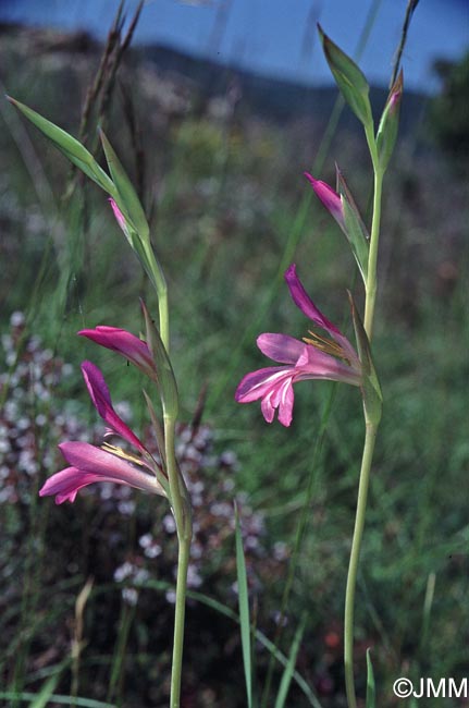 Gladiolus dubius