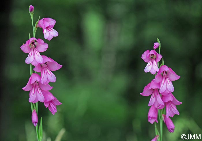 Gladiolus aff. imbricatus