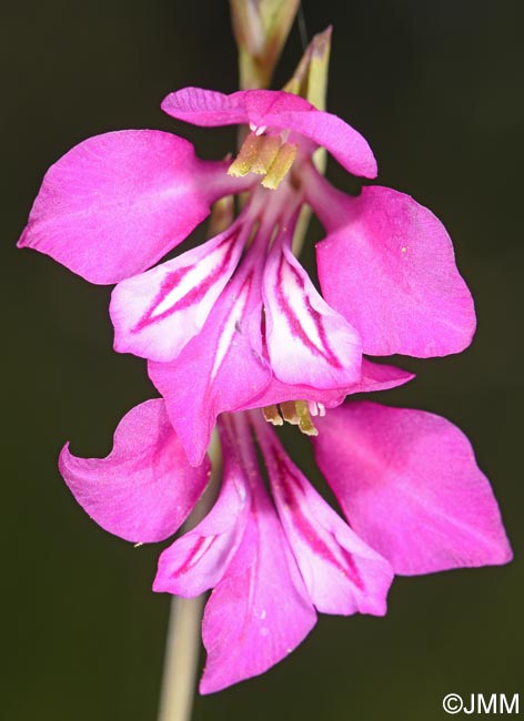 Gladiolus imbricatus