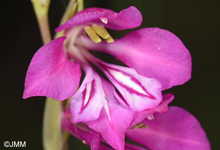 Gladiolus imbricatus