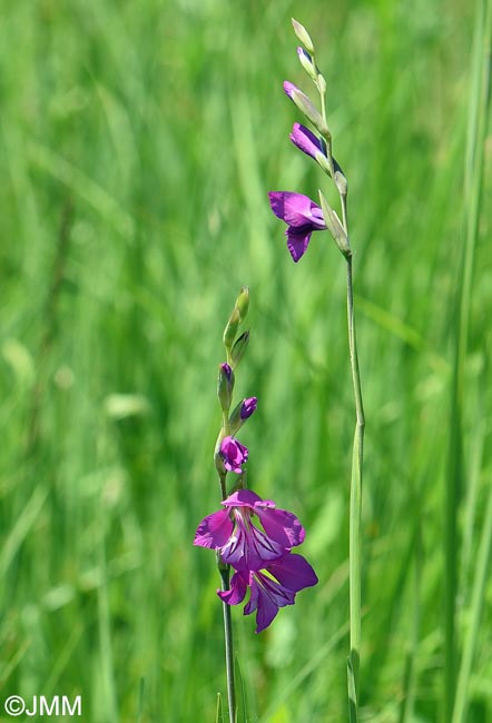 Gladiolus imbricatus