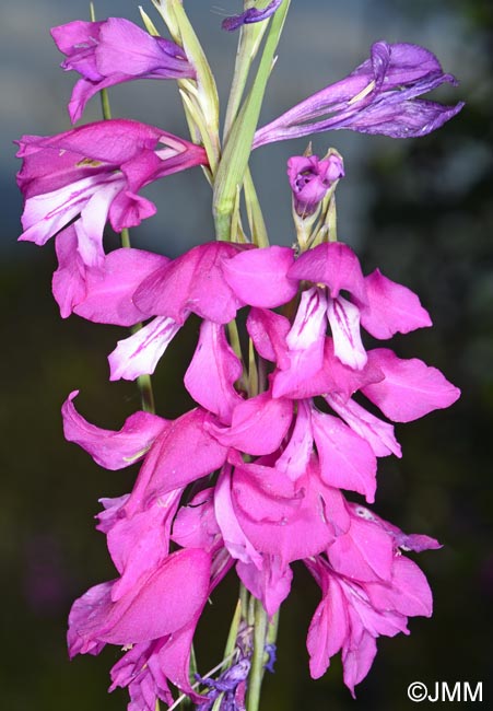 Gladiolus imbricatus