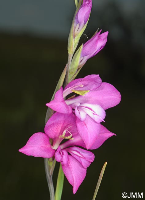 Gladiolus imbricatus