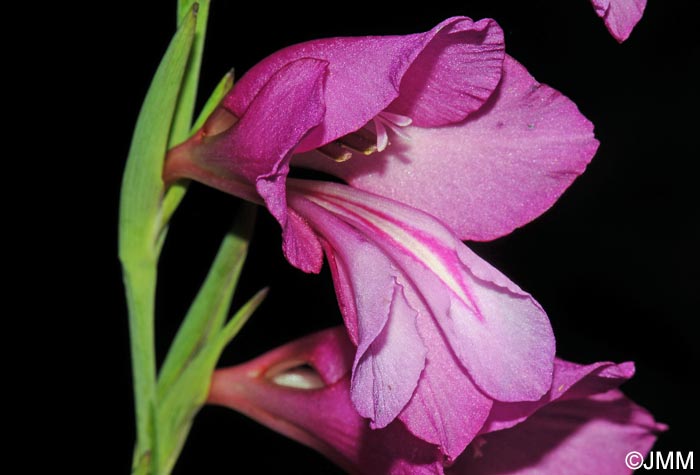 Gladiolus aff. imbricatus