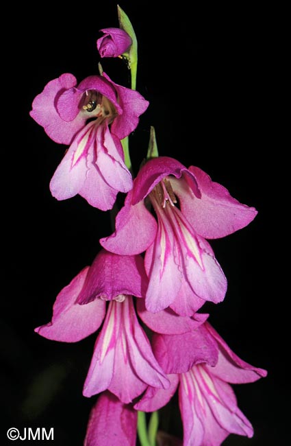 Gladiolus aff. imbricatus