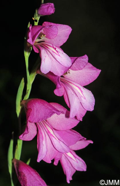 Gladiolus aff. imbricatus