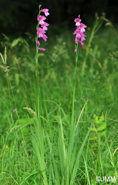 Gladiolus aff. imbricatus