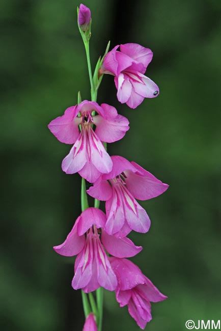 Gladiolus aff. imbricatus