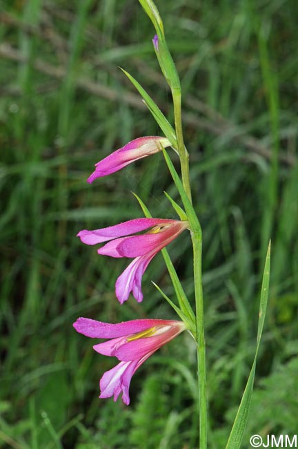 Gladiolus italicus