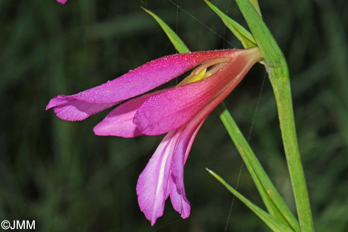 Gladiolus italicus