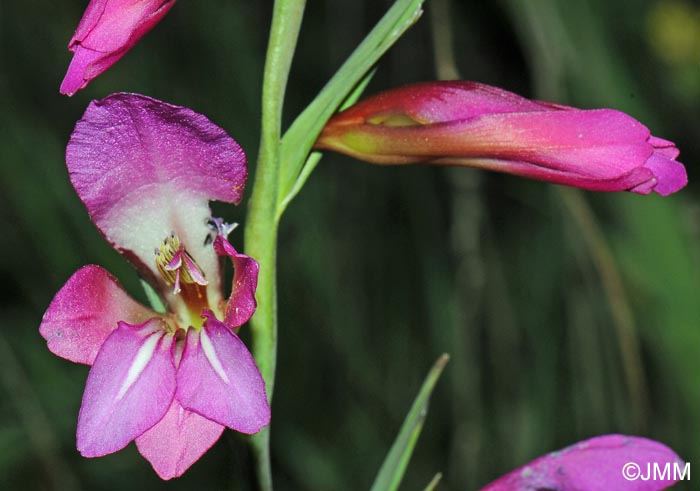 Gladiolus italicus