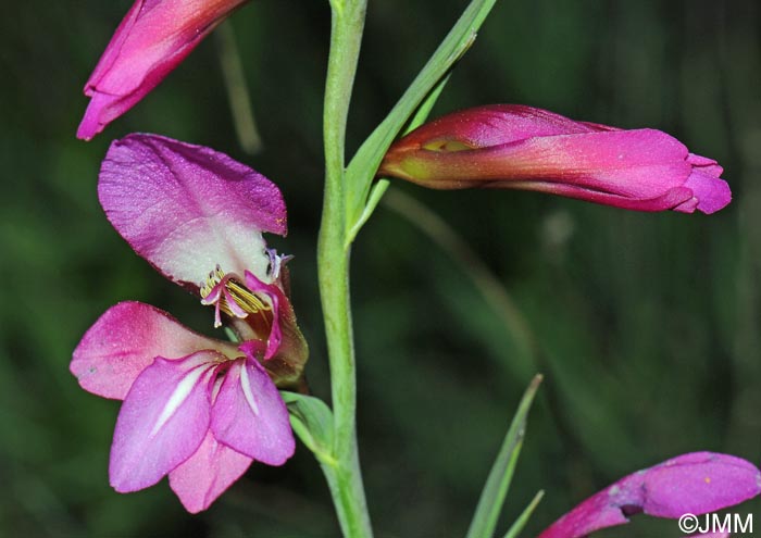 Gladiolus italicus