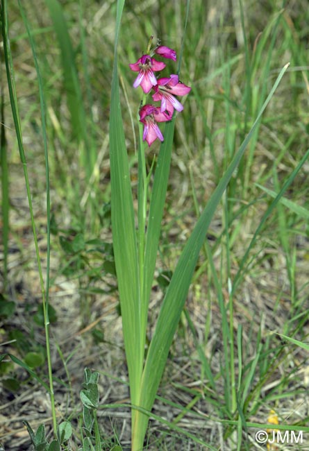 Gladiolus italicus