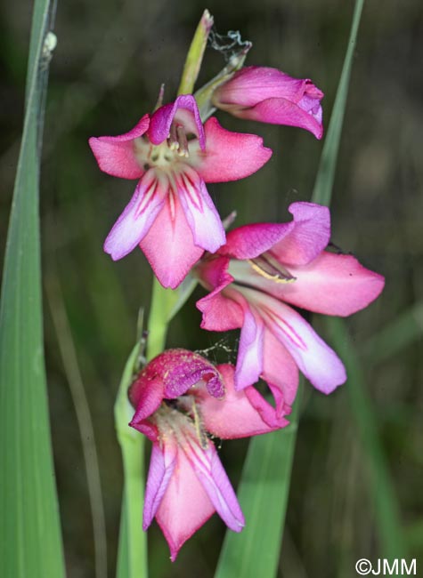 Gladiolus italicus