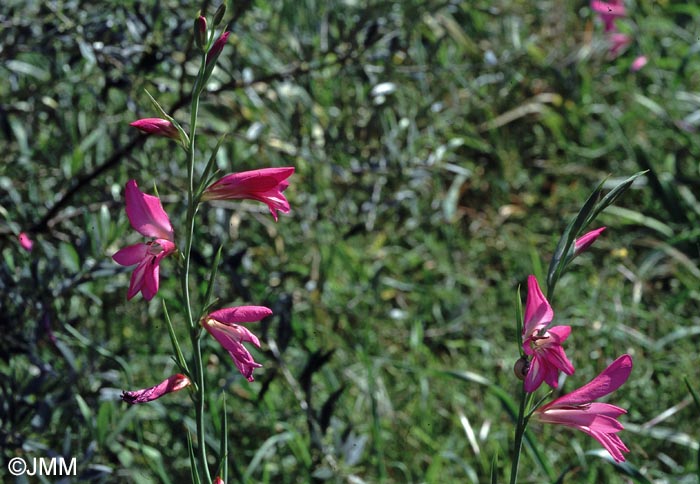 Gladiolus italicus