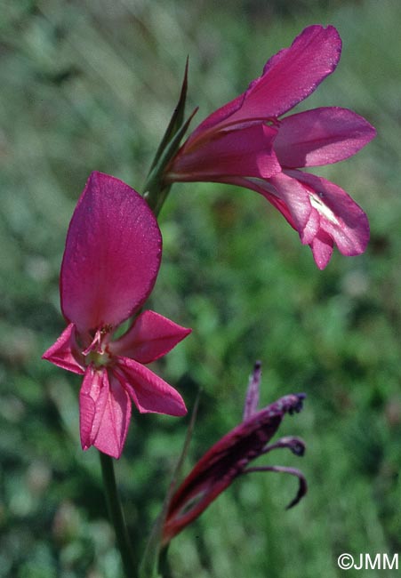 Gladiolus italicus