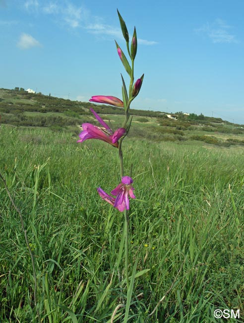 Gladiolus italicus