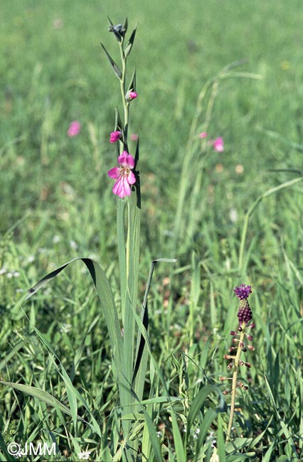 Gladiolus italicus & Muscari comosum