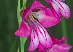 Gladiolus palustris