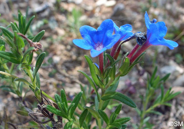 Glandora diffusa = Lithospermum diffusum = Lithodora diffusa