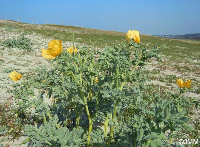 Glaucium flavum