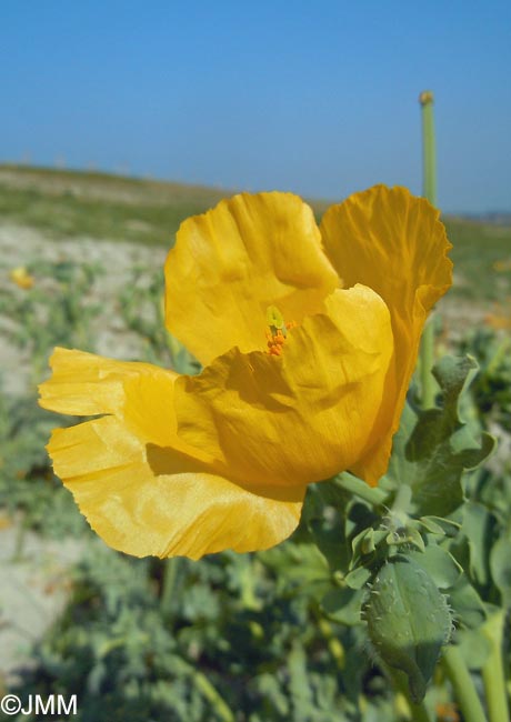 Glaucium flavum