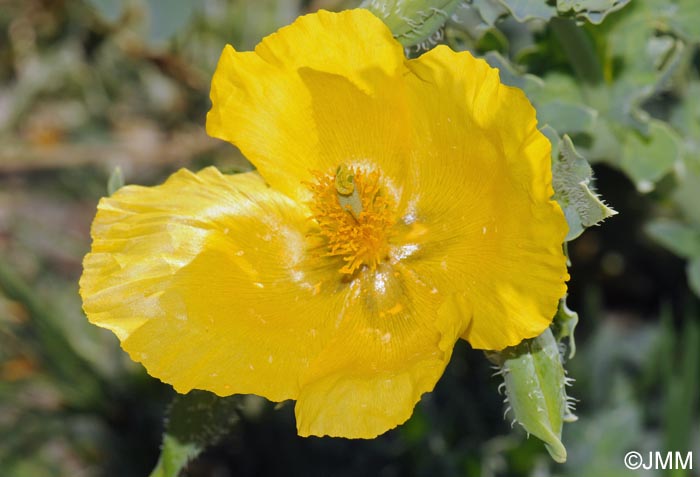 Glaucium flavum