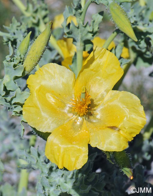 Glaucium flavum