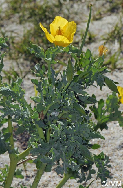 Glaucium flavum