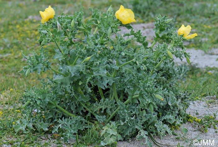 Glaucium flavum