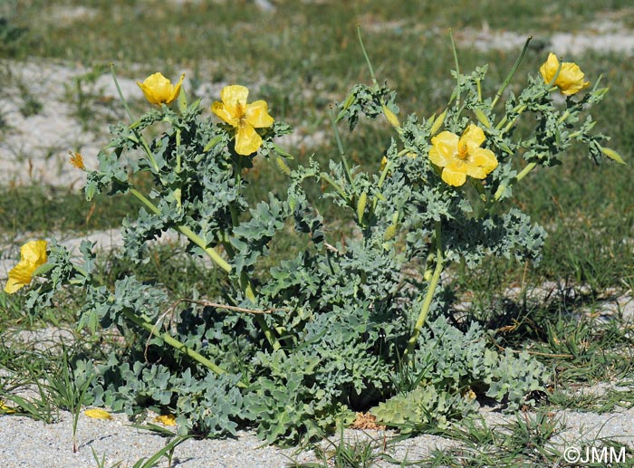 Glaucium flavum