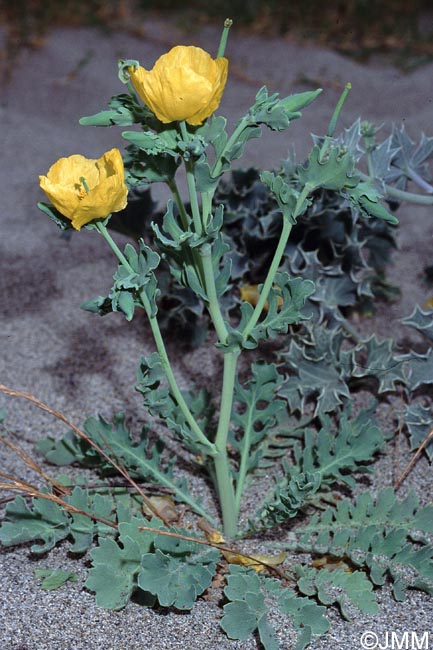 Glaucium flavum