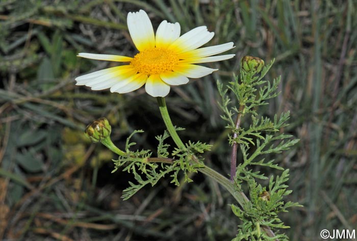 Glebionis coronaria