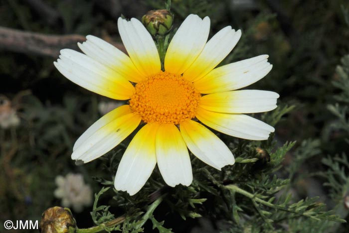 Glebionis coronaria