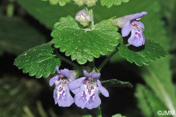 Glechoma hederacea