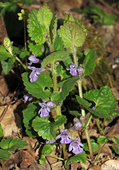 Glechoma hederacea