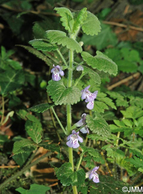 Glechoma hederacea