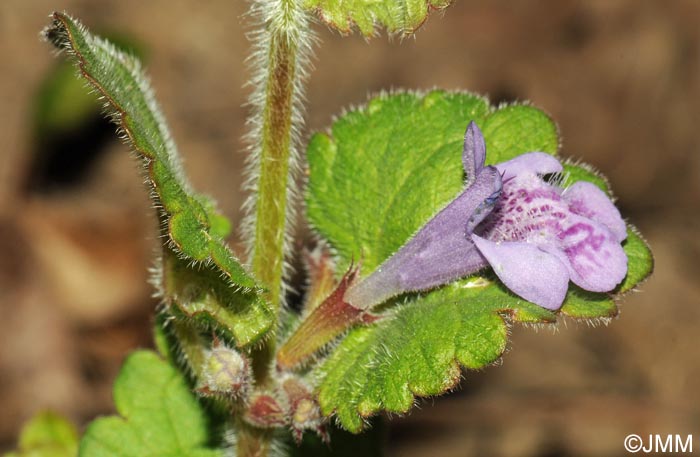 Glechoma hederacea