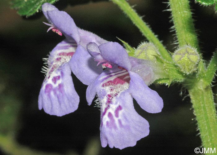 Glechoma hederacea