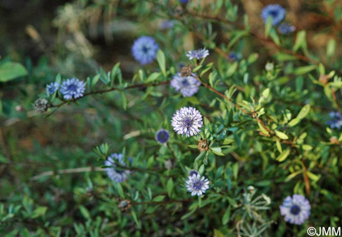 Globularia alypum